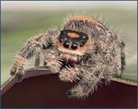 Angletwitch Ragdolls Florence the Jumping Spider